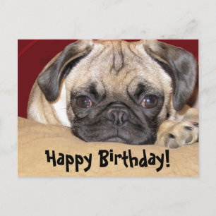 Cartão Postal Bonito Pug Puppy Aniversário Desejo