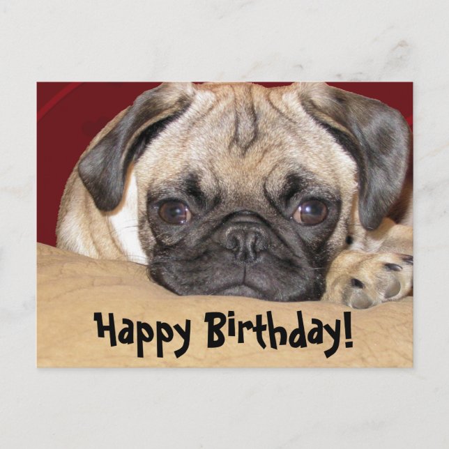 Cartão Postal Bonito Pug Puppy Aniversário Desejo (Frente)