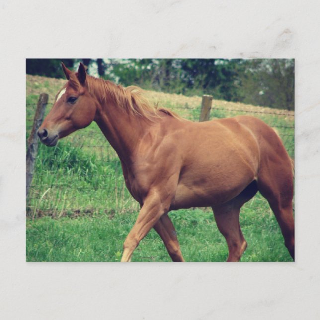 Cartão Postal Bonito rapaz, uísque (Frente)