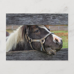 Cartão Postal Bonito Rosto Donkey