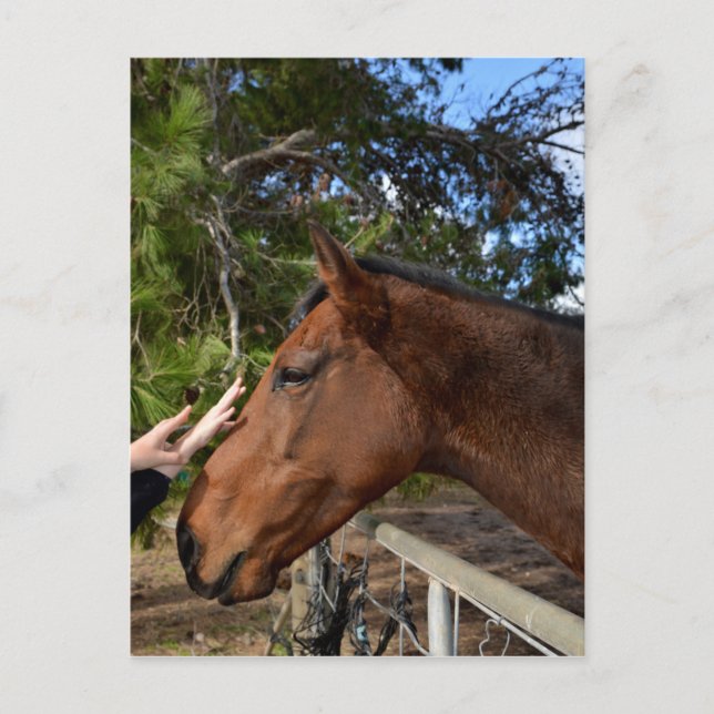 Cartão Postal "Bonito toque: unindo-se a um Cavalo Marrom gentil (Frente)