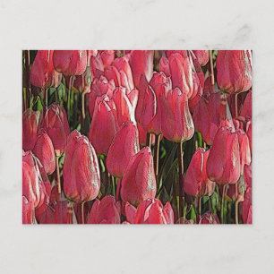 Cartão Postal Bonito Tulipas Rosa