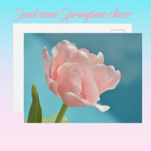 Cartão Postal Bonito Tulipas Rosa no Azul Bebê