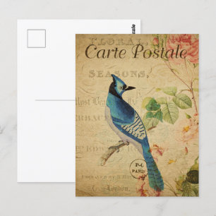 Cartão Postal Bonito Vintage Blue Jay