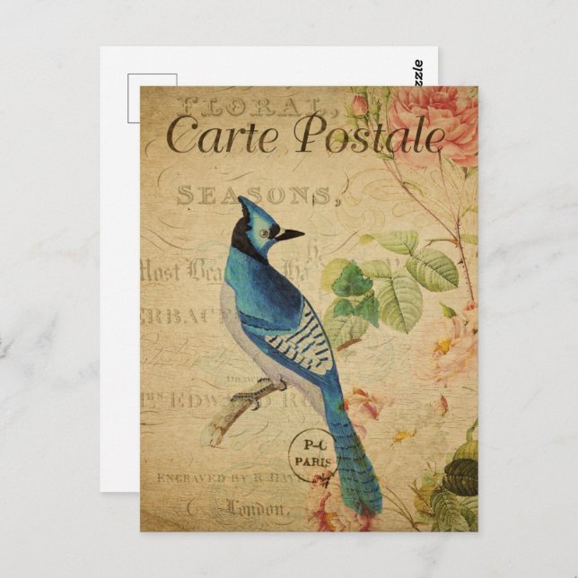 Cartão Postal Bonito Vintage Blue Jay (Frente/Verso)