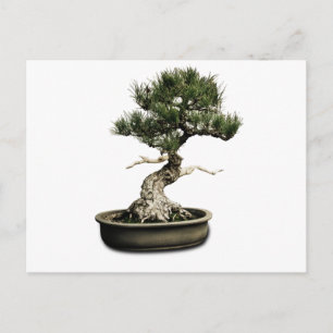 Cartão Postal Bonsai