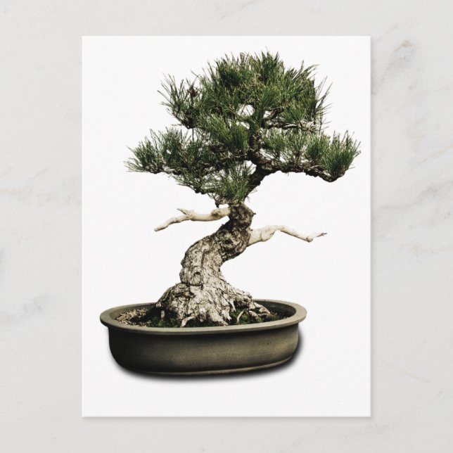 Cartão Postal Bonsai (Frente)