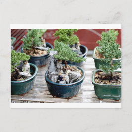 Cartão Postal Bonsai Tree