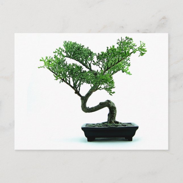 Cartão Postal Bonsai Tree (Frente)