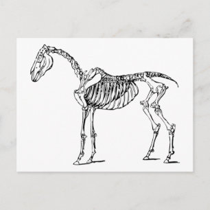 Cartão Postal Bony Horse