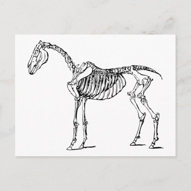 Cartão Postal Bony Horse (Frente)