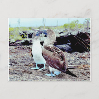 Cartão Postal Boobies de Pé Azul, Ilhas Galápagos