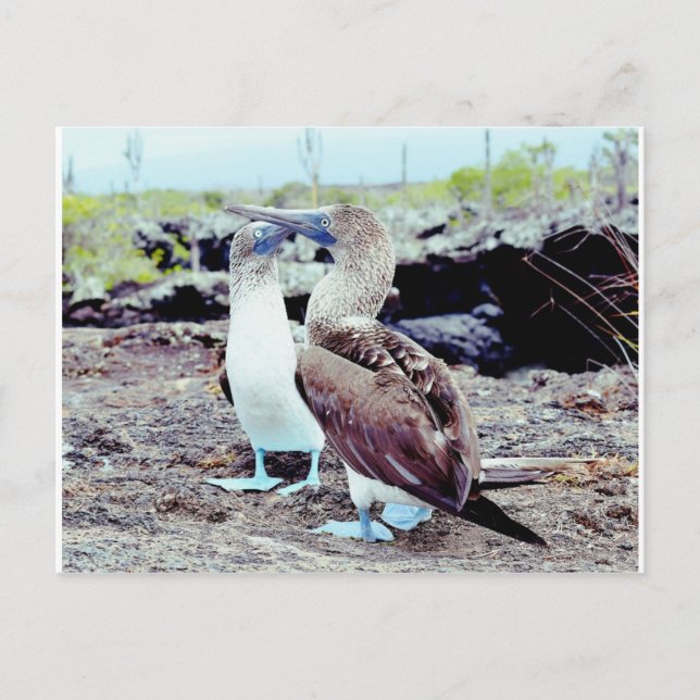 Cartão Postal Boobies de Pé Azul, Ilhas Galápagos (Frente)