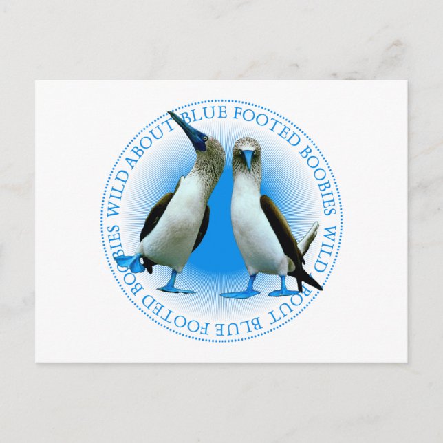 Cartão Postal Boobies pagados azul das Ilhas Galápagos (Frente)