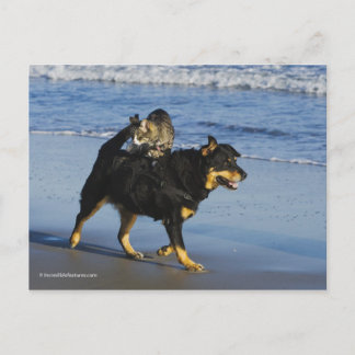 Cartão Postal Booger, Gatinho e Mousey