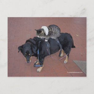 Cartão Postal Booger, Gatinho e Mousey na Rua State