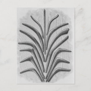 Cartão Postal Boomerang e boomerang