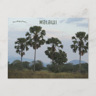 Cartão Postal Borassus Aethiopum Palm no Campo de Mvuu, no Malaw