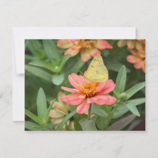 Cartão Postal Borboleta