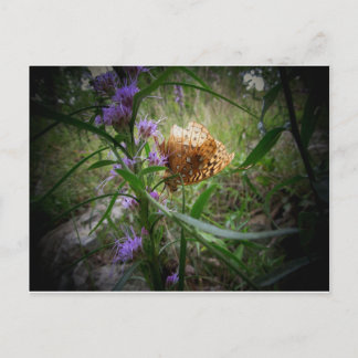 Cartão Postal borboleta