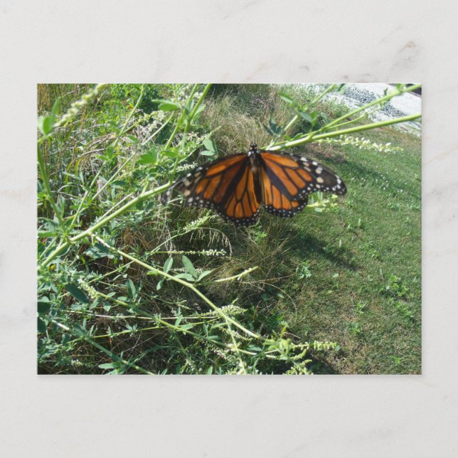 Cartão Postal Borboleta (Frente)
