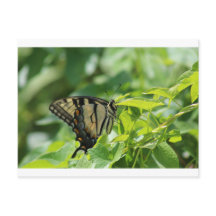 Borboleta