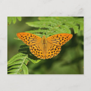 Cartão Postal Borboleta