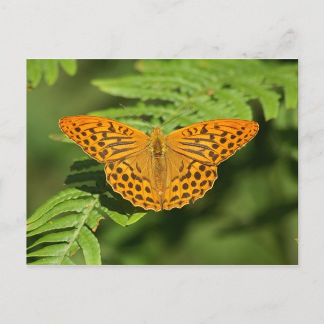 Cartão Postal Borboleta (Frente)