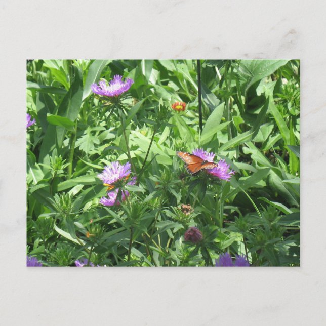 Cartão Postal borboleta (Frente)