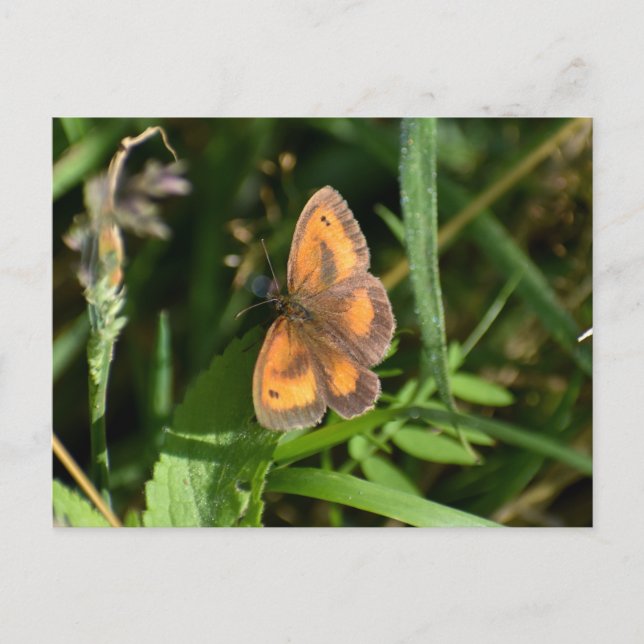 Cartão Postal Borboleta (Frente)