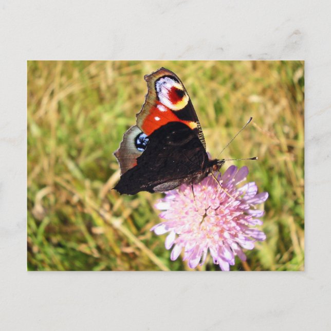 Cartão Postal Borboleta (Frente)
