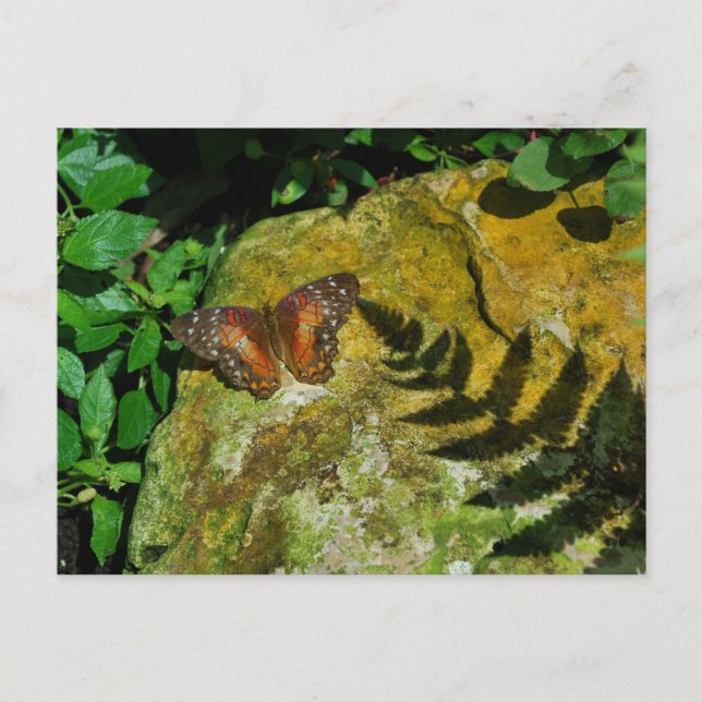 Cartão Postal Borboleta (Frente)
