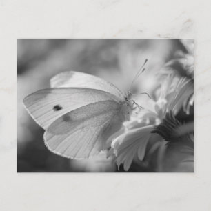 Cartão Postal Borboleta alimentando flores