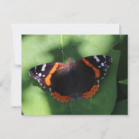 Borboleta Almirante-vermelho em Folhas Verdes