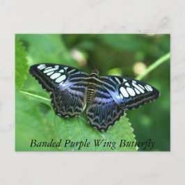 Cartão Postal Borboleta-Anã-Púrpura