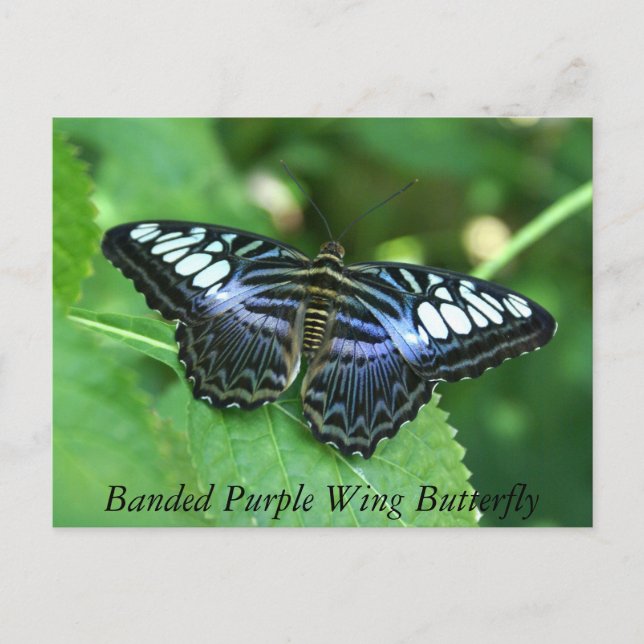 Cartão Postal Borboleta-Anã-Púrpura (Frente)