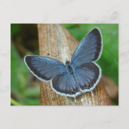 Cartão Postal Borboleta Azul