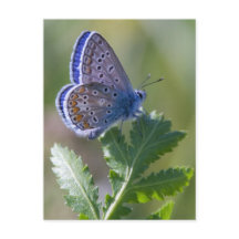 borboleta azul