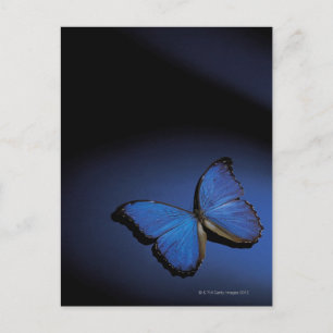 Cartão Postal Borboleta azul