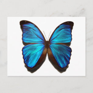 Cartão Postal Borboleta Azul