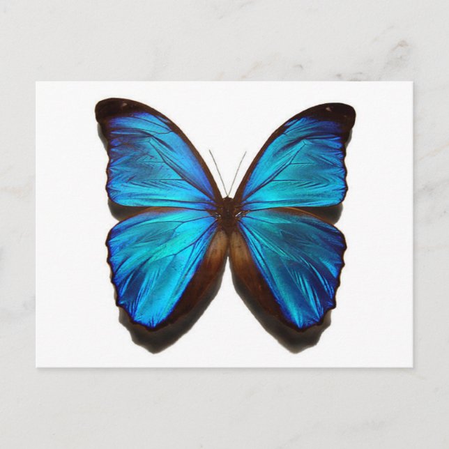 Cartão Postal Borboleta Azul (Frente)