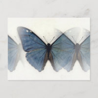 Borboleta Azul