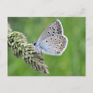 Cartão Postal Borboleta Azul Comum na Grama