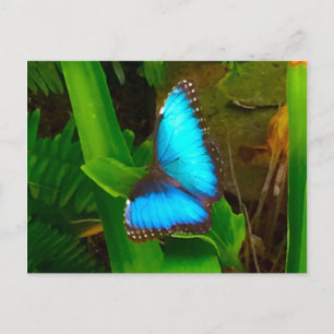 Cartão Postal Borboleta Azul Fechar