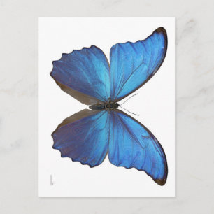 Cartão Postal Borboleta Azul Gigante Morpho