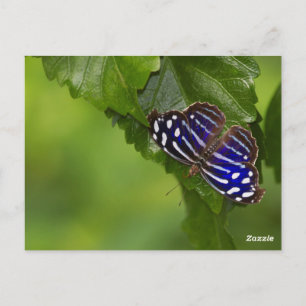 Cartão Postal Borboleta azul mexicana