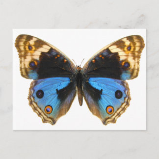 Cartão Postal Borboleta Azul Pansy