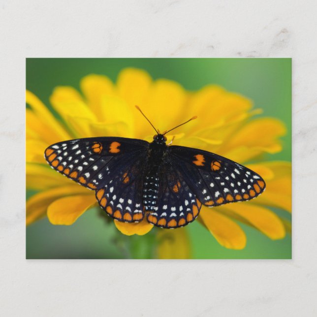Cartão Postal Borboleta Baltimore Checkered Spot (Frente)