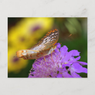Cartão Postal Borboleta branca de pavão em floração roxa