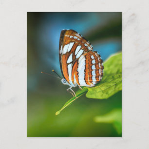 Cartão Postal Borboleta branca e laranja